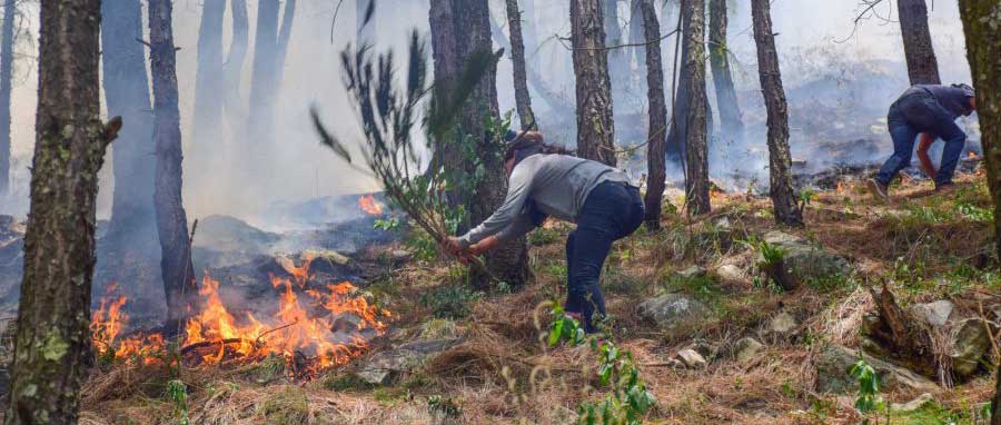 Himalayan Ecotourism Interns working on extinguishing forest fires in the Tirthan Valley