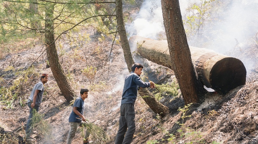 Interns and volunteers trying to extinguish forest fires