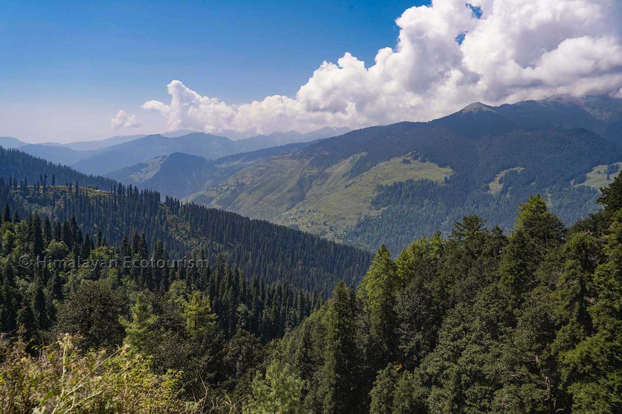 Forests of the Churah valley, Chamba, Himachal