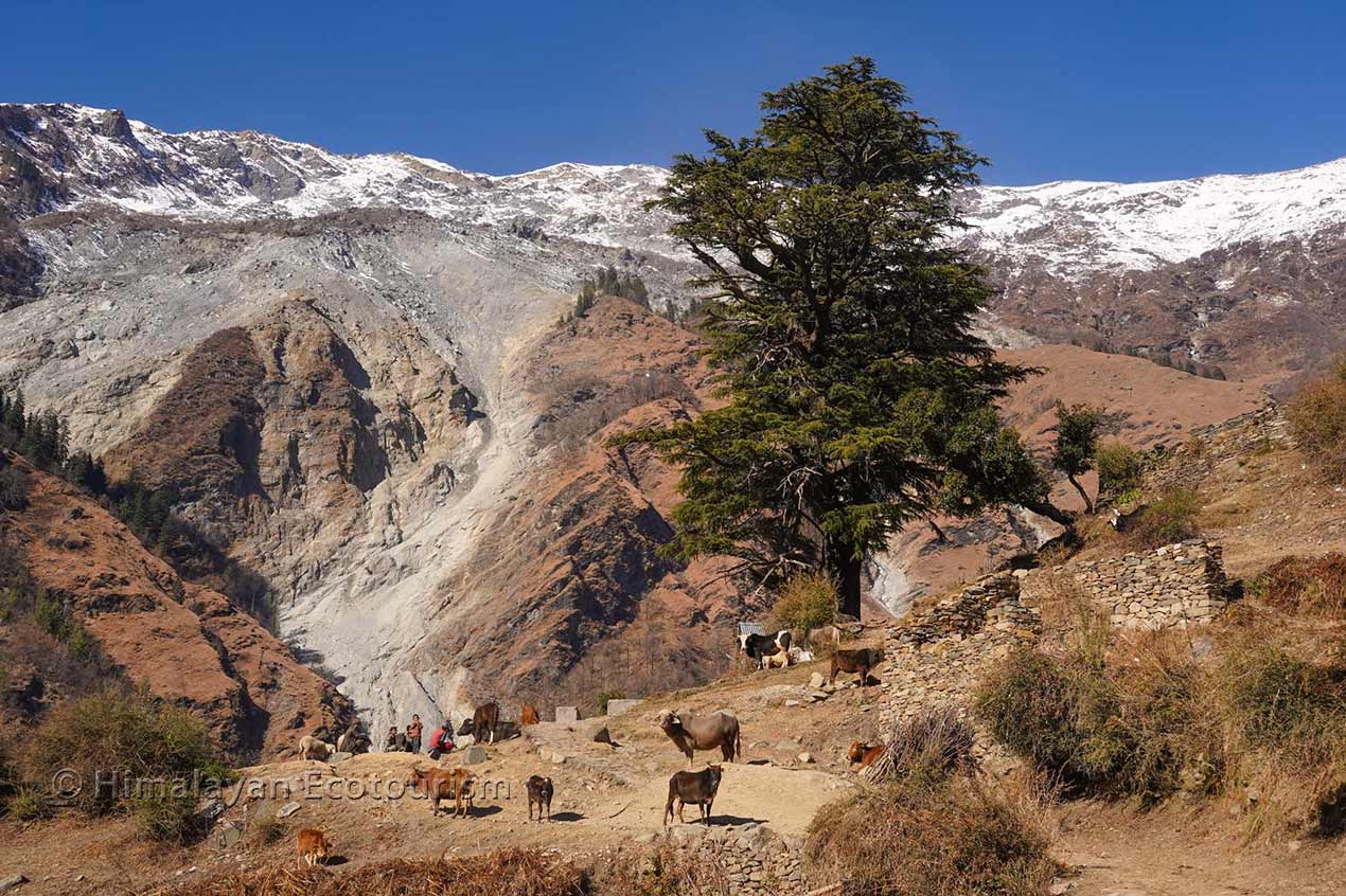 Une famille avec leurs animaux et un paysage montagneux en arrière-plan dans le village de Mangli, vallée de Churah