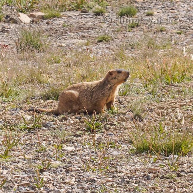 Himalayan Marmot