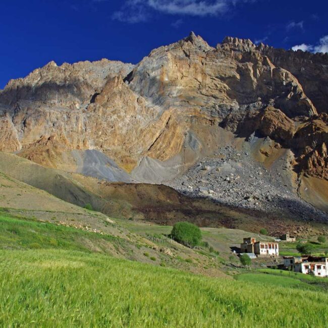 Lingshed village with fields of Barley, Zanskar, Ladakh