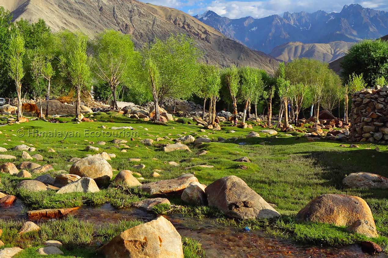 Irrigation Fields of Ladakh