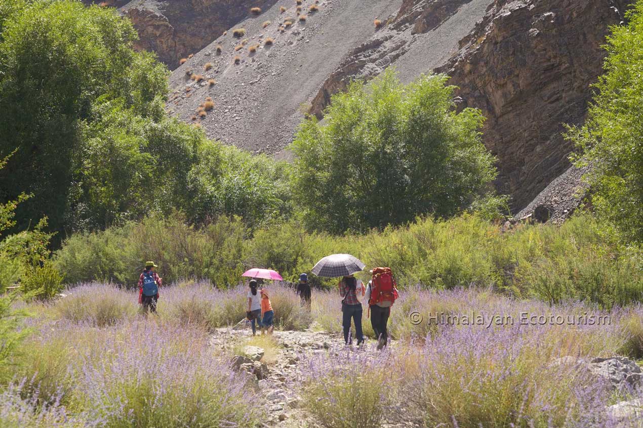 Hiking towards Tar village, ladakh