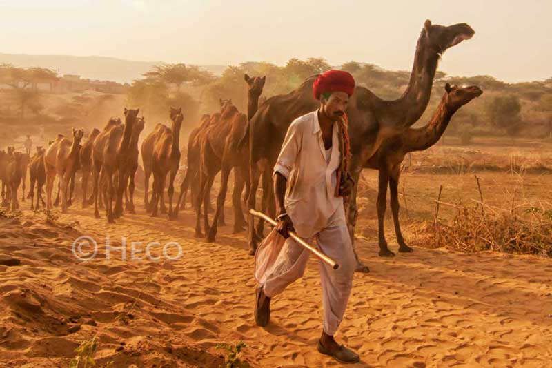 Lien du Rajasthan