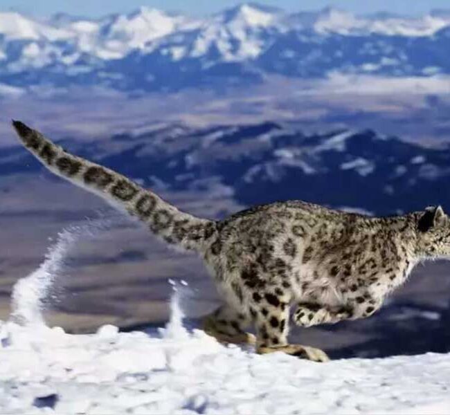 Léopard des neiges dans le parc national d'Hemis