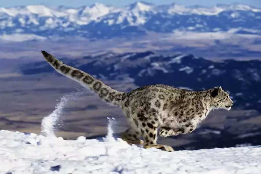 Léopard des neiges dans le parc national d'Hemis