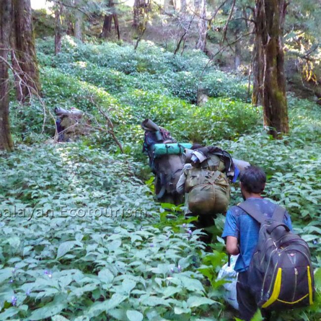 Tirth trek in GHNP - Crossing a forest