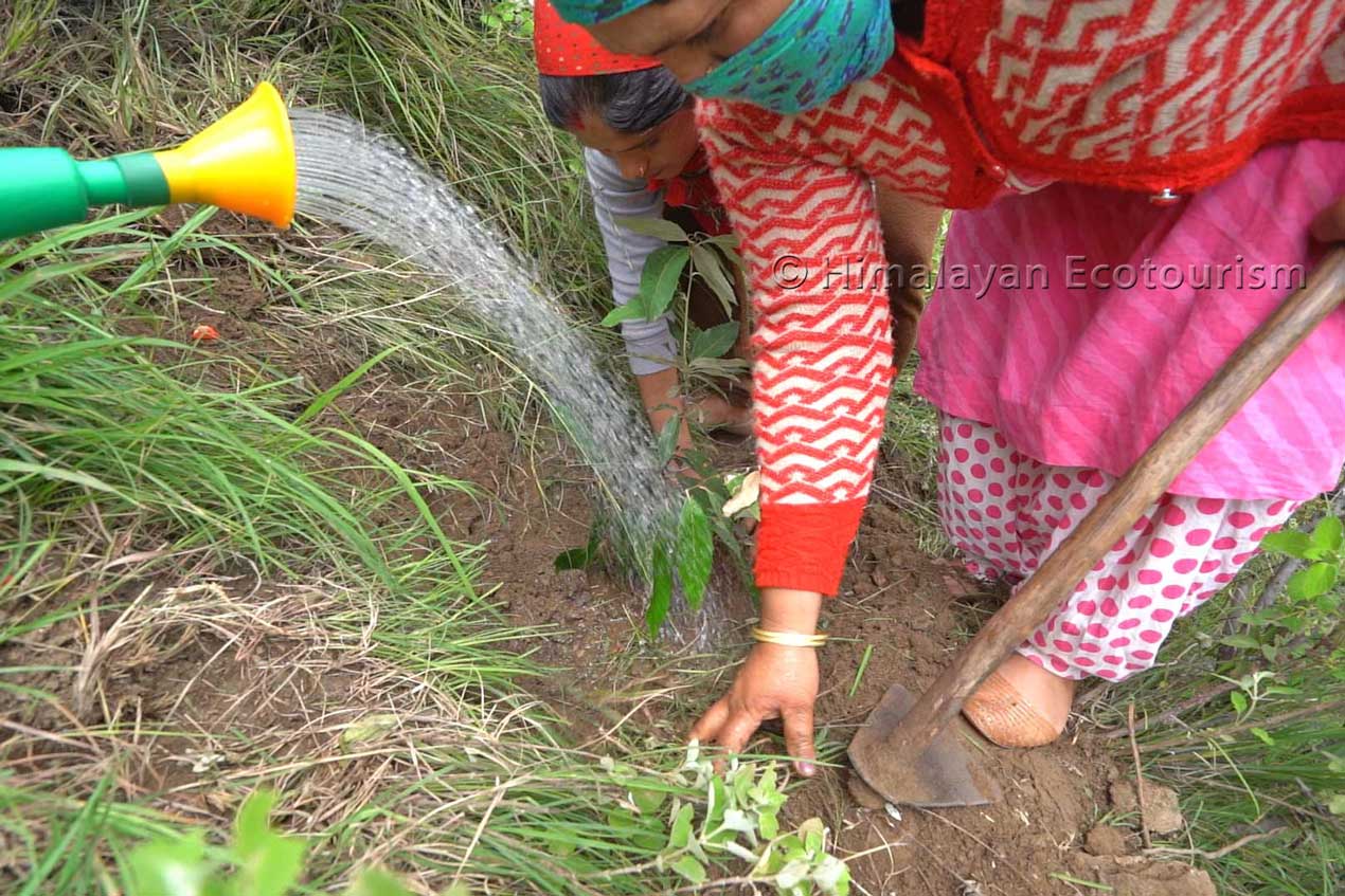 Women at reforestation program in Tirthan valley