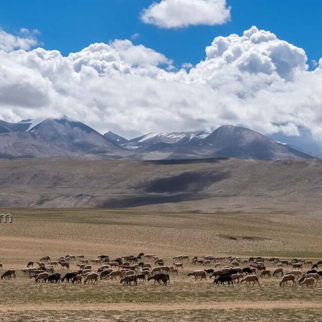 A herd of sheeps on Tso Moriri trek in Ladakh