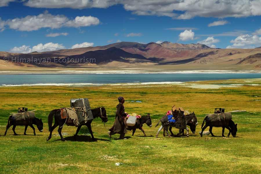 Changthang - Rumtse to Tso Moriri trek, Ladakh